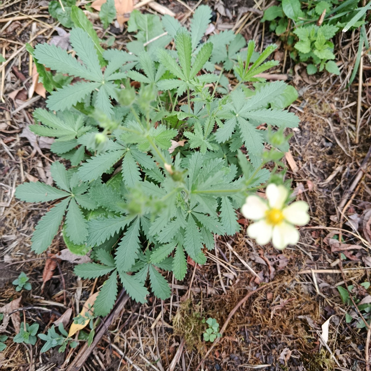 Himbeeren sind es nur 1/4 der normalen Ernte, aber immerhin. Kleine Ernte an Karotten, Birne und Äpfeln. Die Äpfel fall…