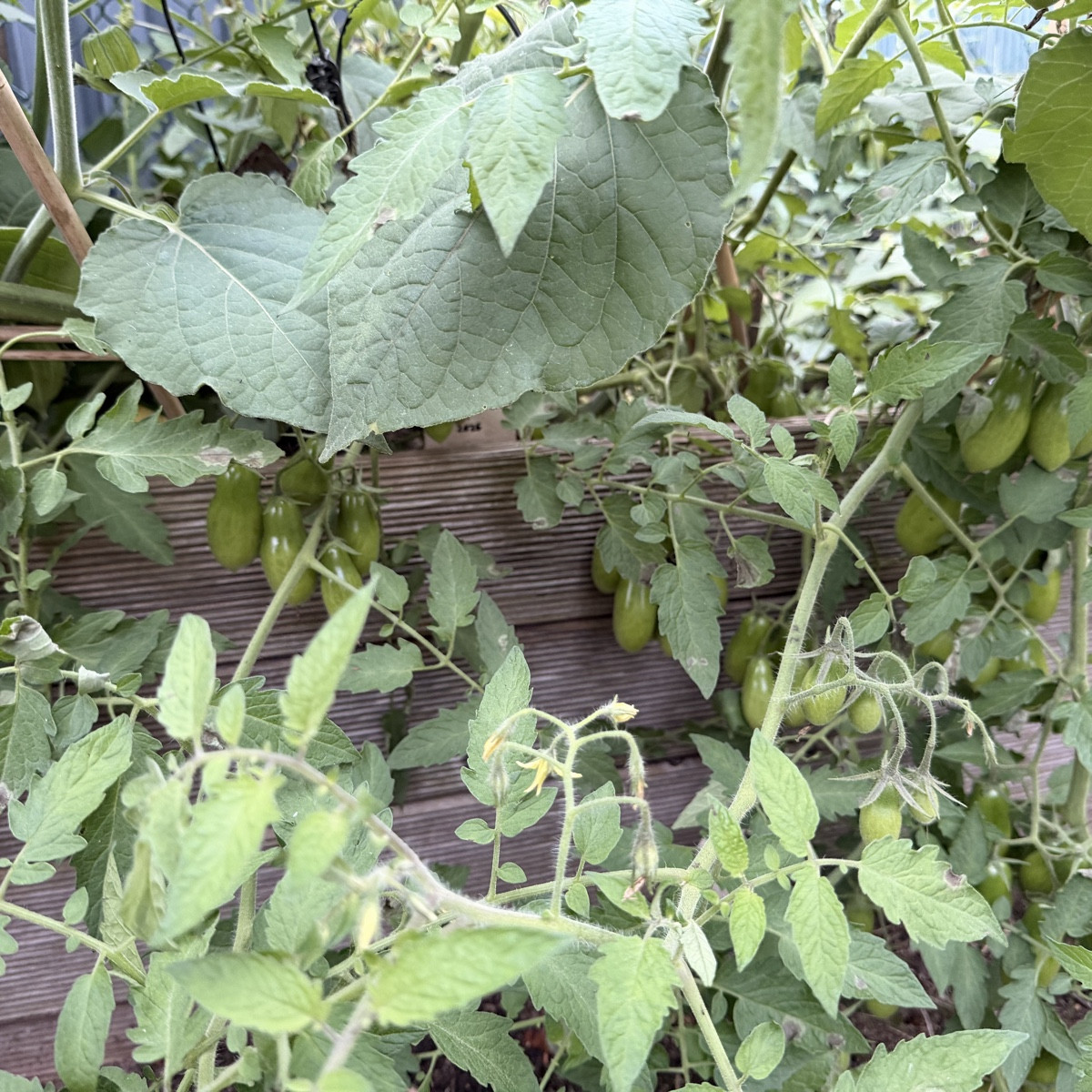 Die traurigen Tomaten, eine 80cm Zucchini für Saatgut, 🙏 
Kürbis, Apfel und Erdbeere 