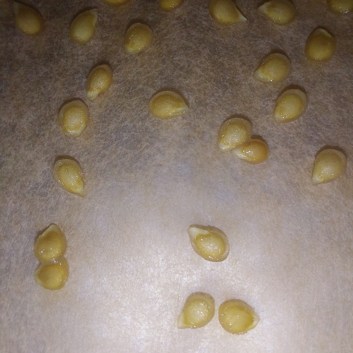 My first attempt at collecting tomato seeds myself.
Have they sprouted yet? Did I leave them in the water too long?