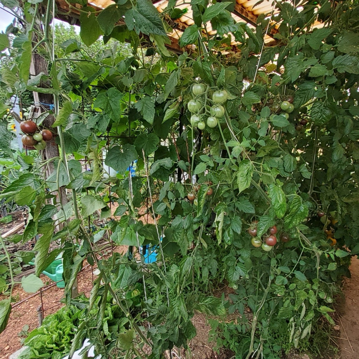 ... vor ein paar Jahren fand ich unter meinen selbstvermehrten Tomaten eine Sorte, die komplett aus der Reihe tanzte...…