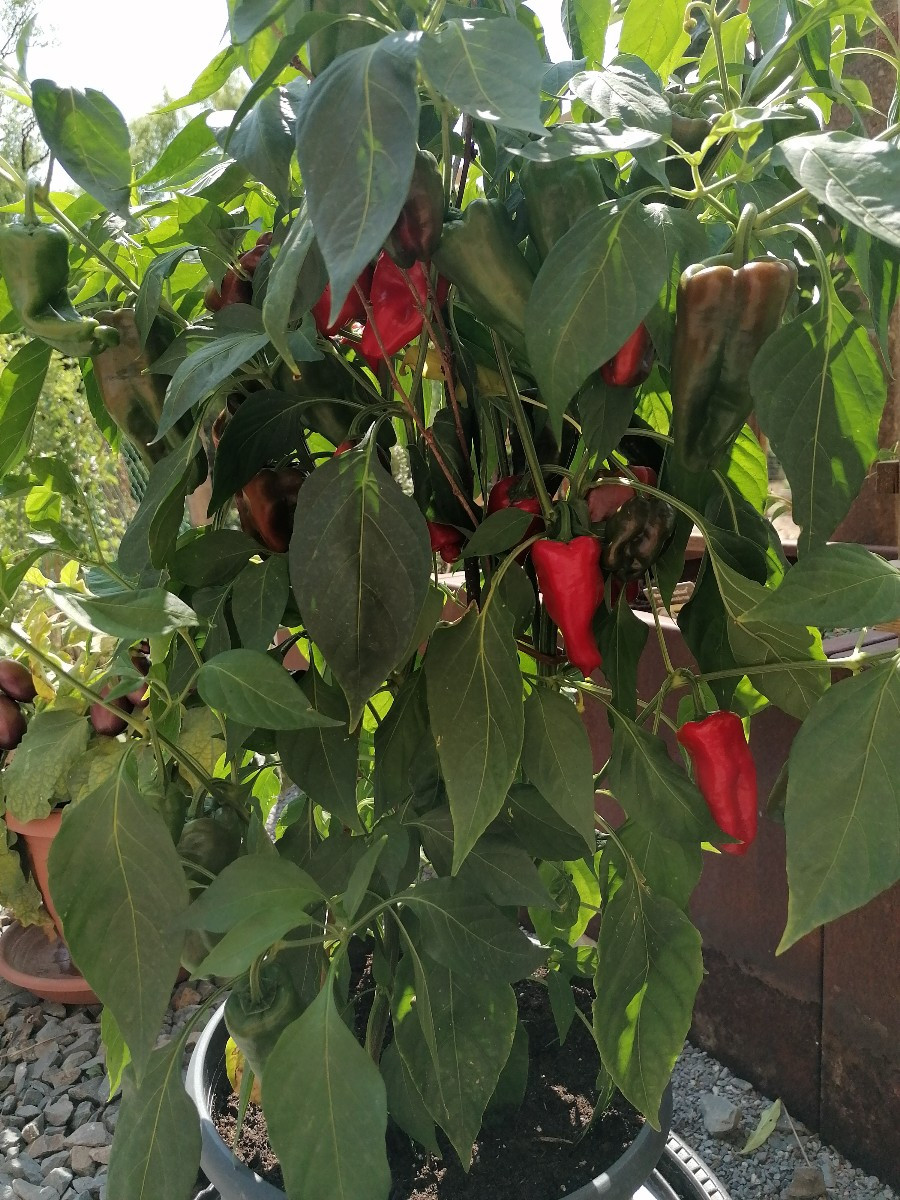 Die Gewürzpaprika reifen.
Heute ist es so warm und windig, deshalb versuche ich mal sie draußen vorzutrocknen.
