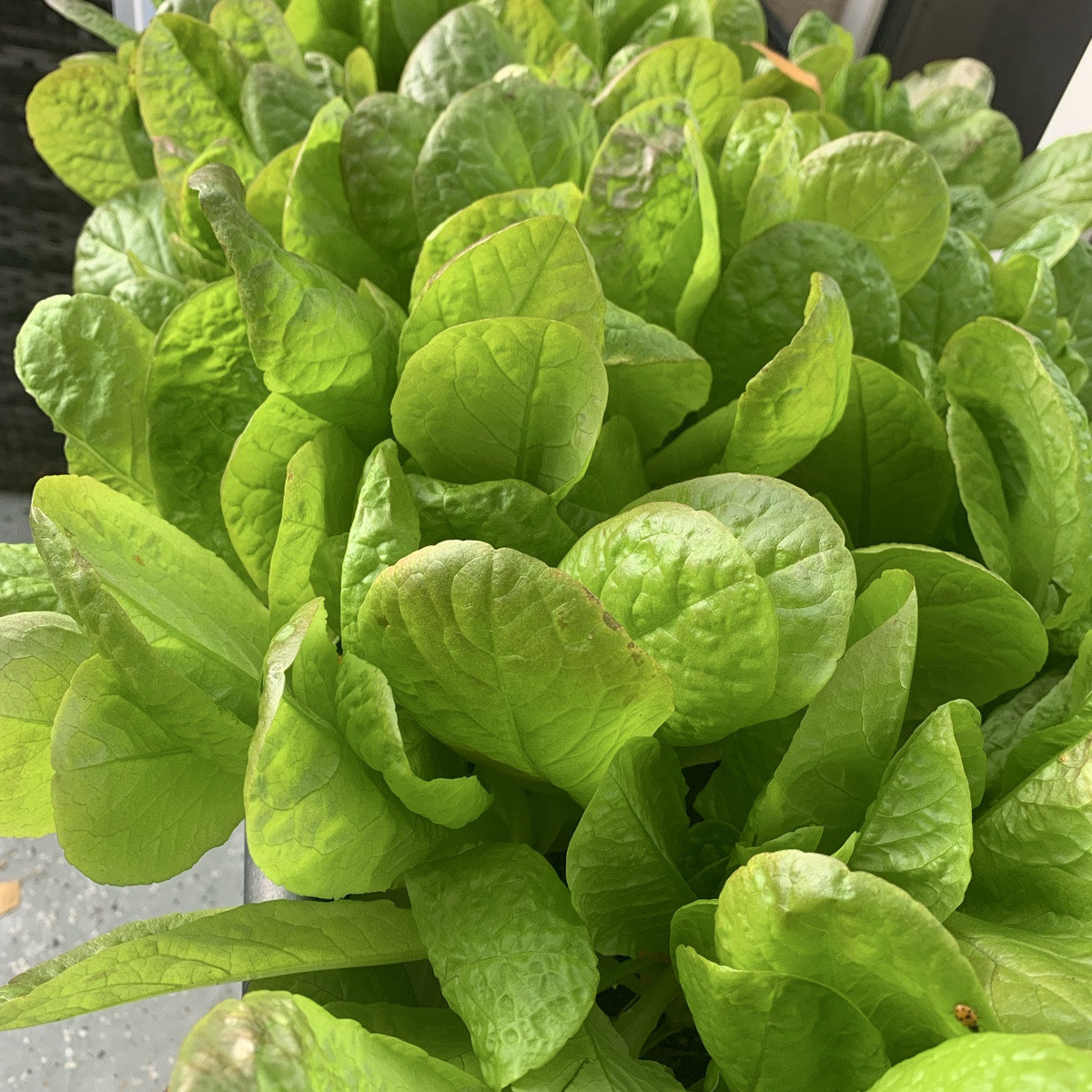 Voila - Kopfsalat im Herbst dicht ausgesät. Köpfe wird er nicht bilden aber auch kopflos schmeckt es gut 😉