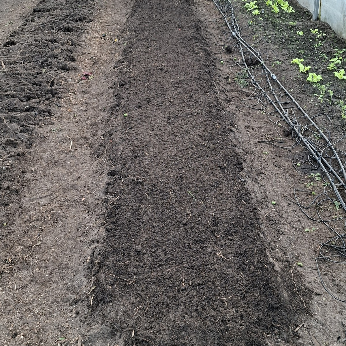 Diese woche haben wir in Folienentunnel 1 alle 240 Tomatenpflanzen entfernt und neue Beete angefangen anzulegen, in den…