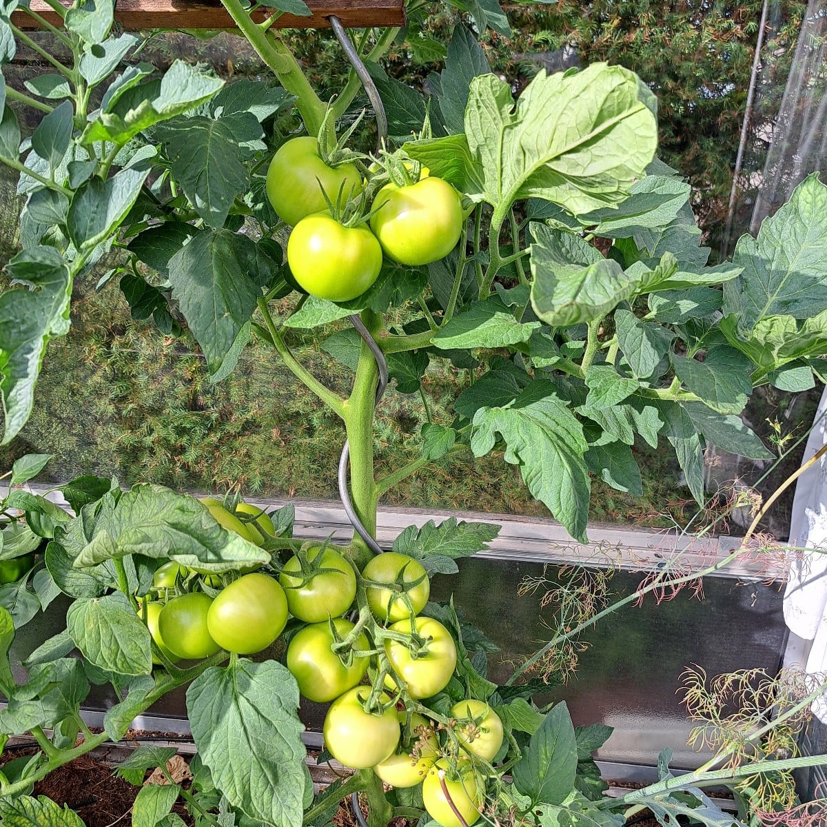 Hallo zusammen 😀 

Unsere Tomaten Pflanze hatte am Wochenende eine schwere OP an der doppel Rippe. Die Tomaten sind so…
