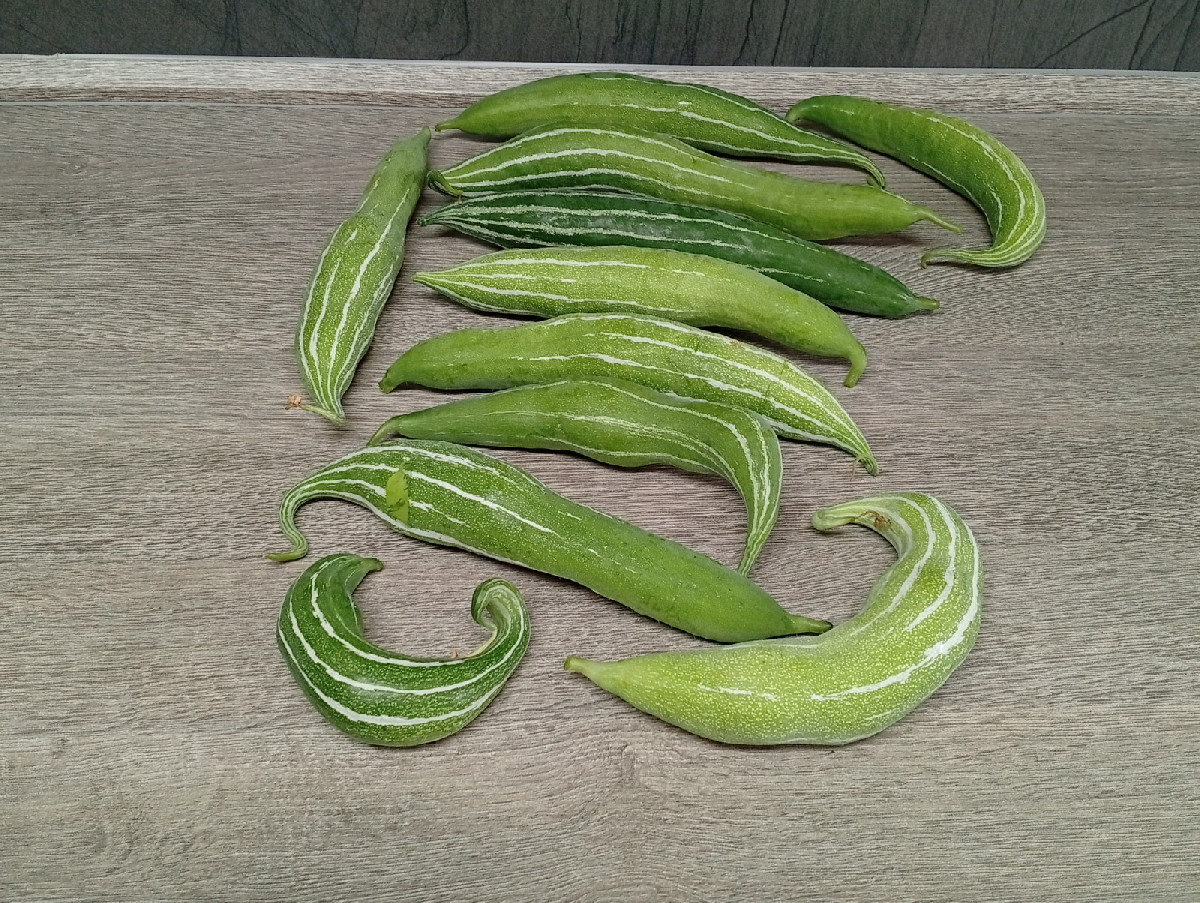 Nach getaner Arbeit hüpfte uns heute dieser Grasfrosch über den Weg. Zum Mittag gab es geschmorte Schlangenhaargurken m…