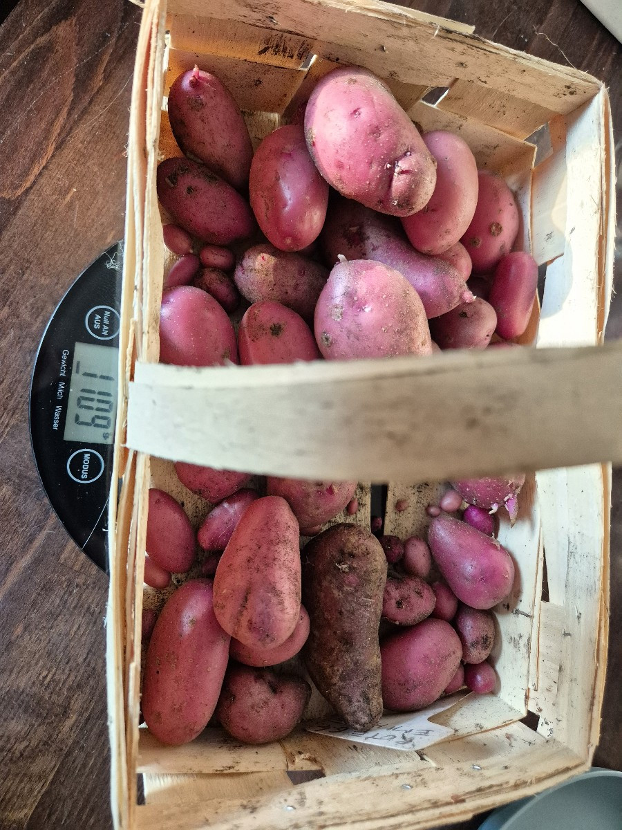 Heute einen Pflanzsack Kartoffeln geerntet (rote Emmalie) und ein paar Schalotten. Bisschen Aussaat bei der Hitze in Se…