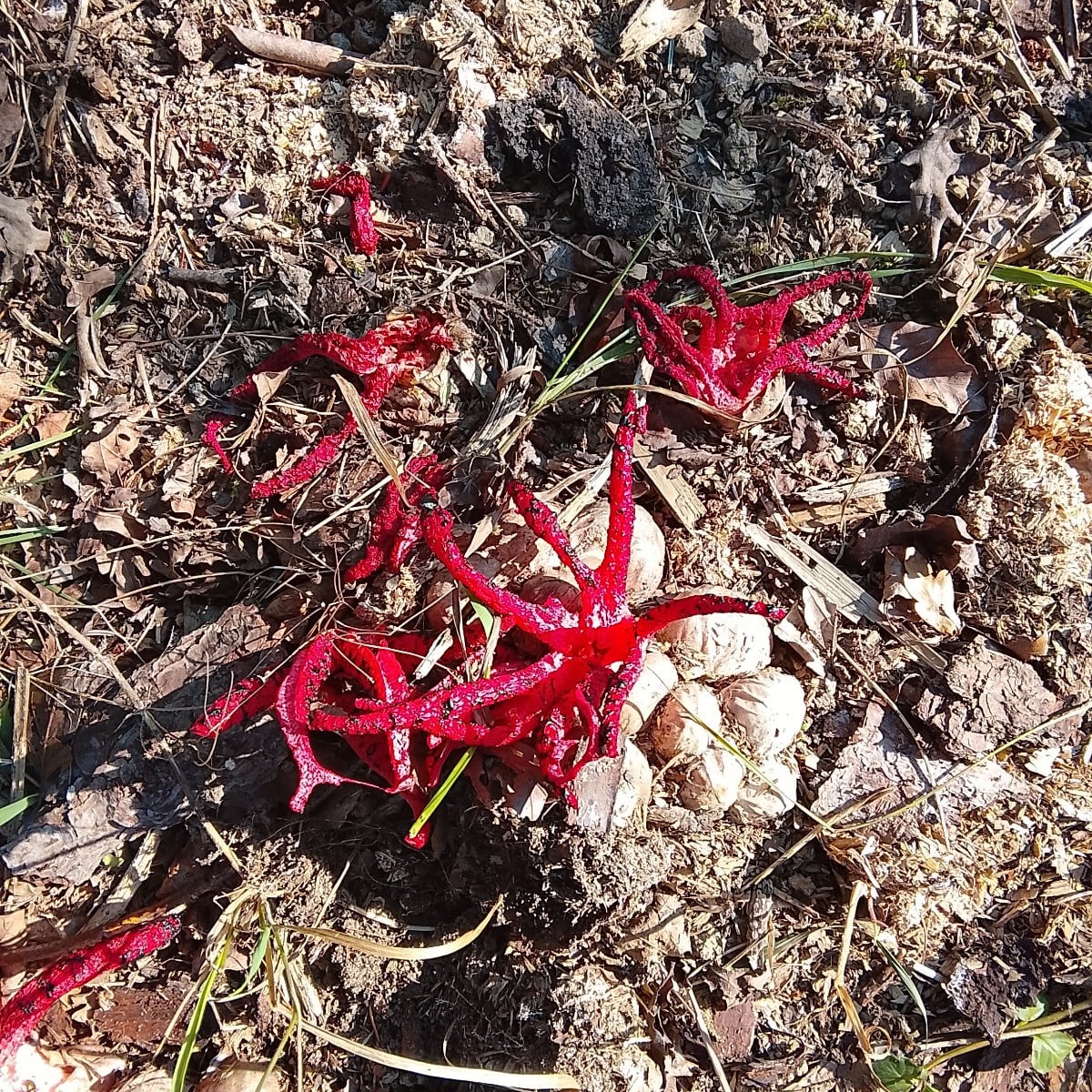 Auf unserem Grundstück entfaltet sich gerade der Tintenfischpilz / Krakenpilz. Seid froh das ich die Gerüche nicht mitl…