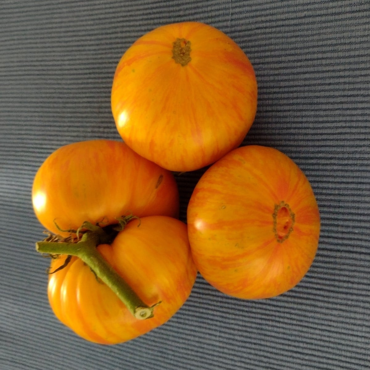 Die Tomaten waren vor 6 Tagen abgebrochen, da sie zu schwer waren. Sind wunderbar reif geworden! 