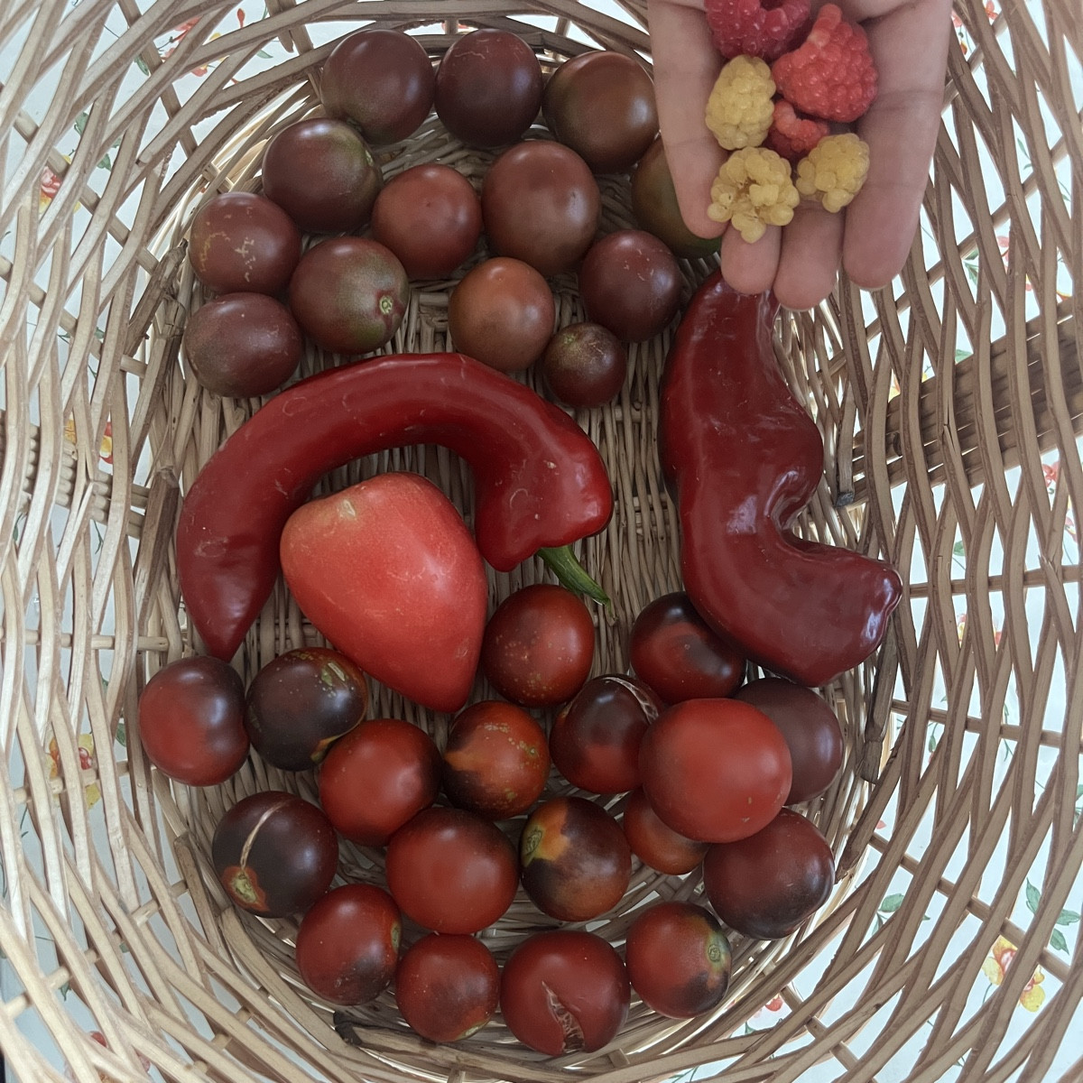 Hallo Leute

Was würdet ihr denn mit dieser Tomate machen? Bild 1 heute, Bild 2 vor einer Woche. Das Laub sieht gesund …