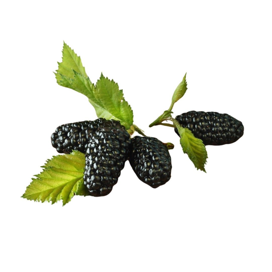 Maulbeere / Maulbeerbaum