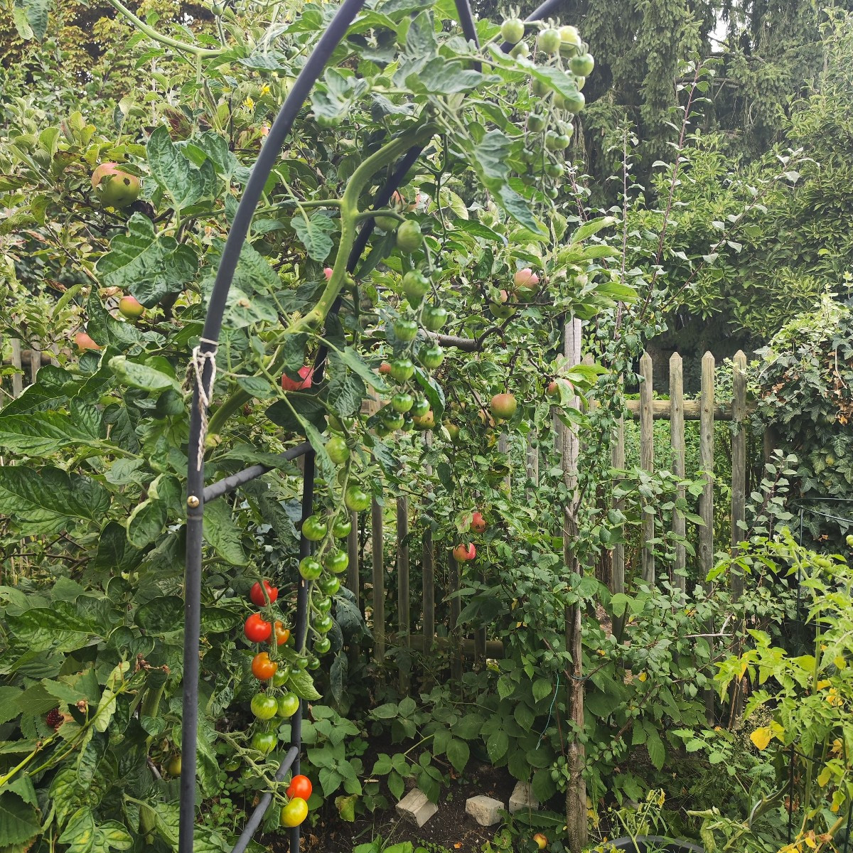 This year, my garden has EVERYTHING. From a total failure with the cucumbers to bolted lettuce and failed cauliflower, …