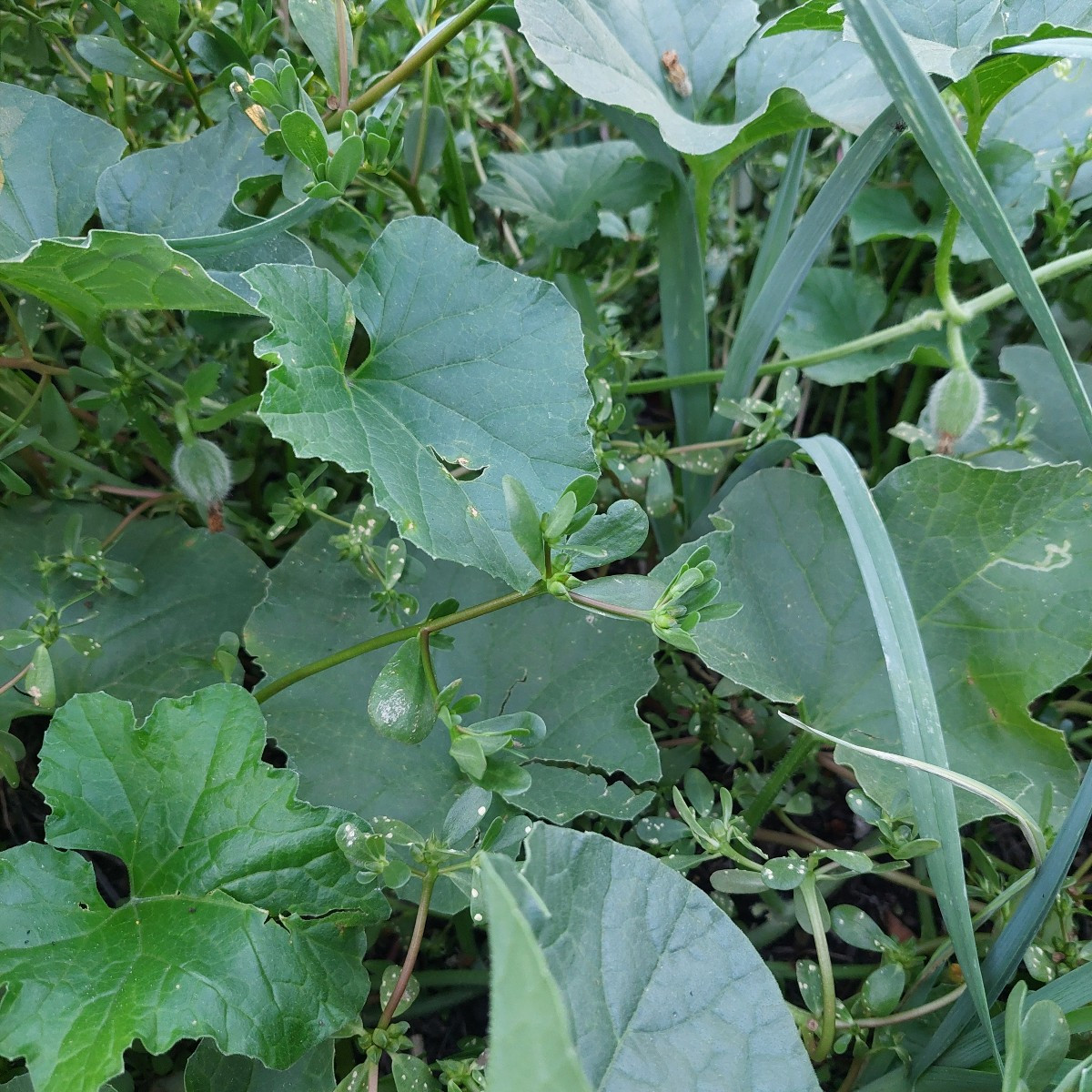 Kleines Melonen-Update:
Nachdem neulich die Melonenpflanzen bis auf ein paar Stängel vom Hagel abrasiert wurden, schaut…
