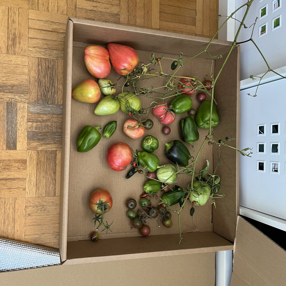 Liebe Gartenfans

Ich melde mich auch Mal wieder aus der Versenkung😅
Habe es endlich geschafft die Chilis rein zu hole…