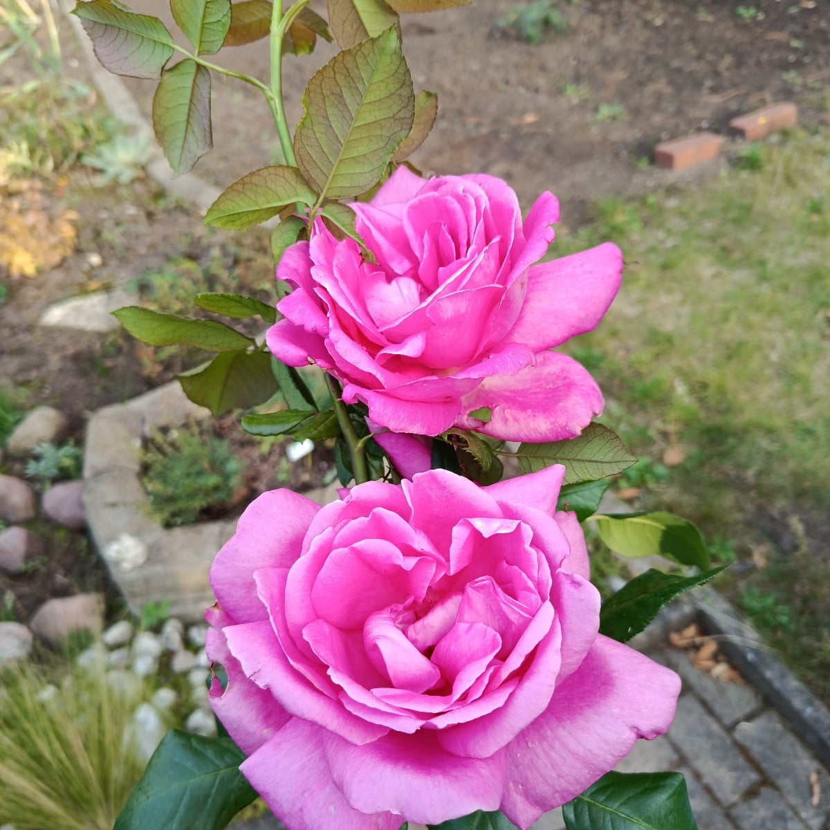 Die Letzten Rosen für dieses Jahr .