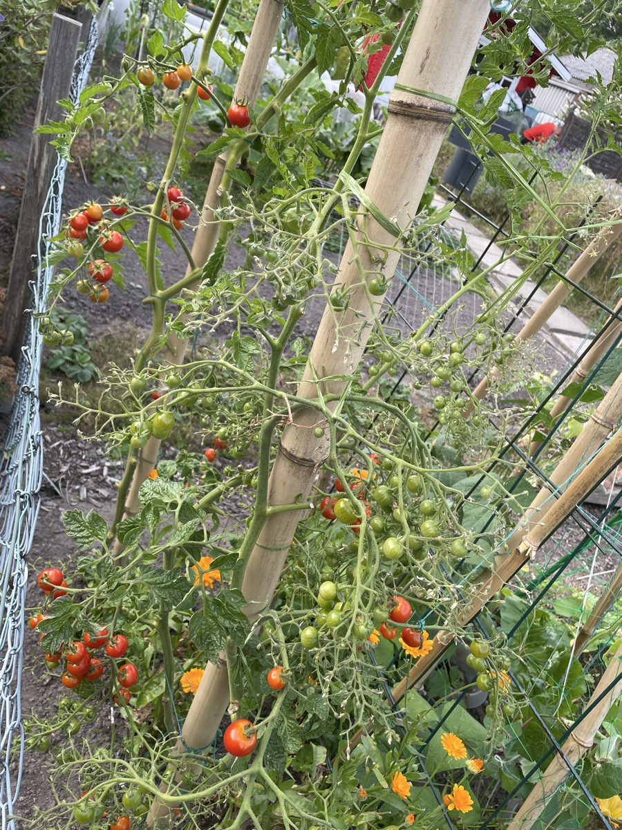 es färbt sich langsam 🤩