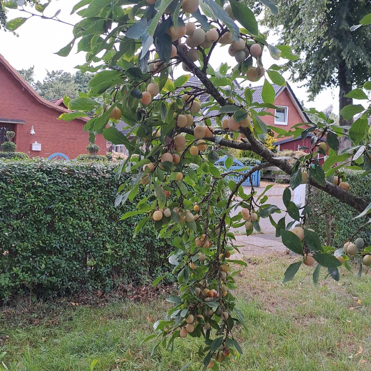 Marillen, wie Weintrauben. Und das weit von der Wachau entfernt.