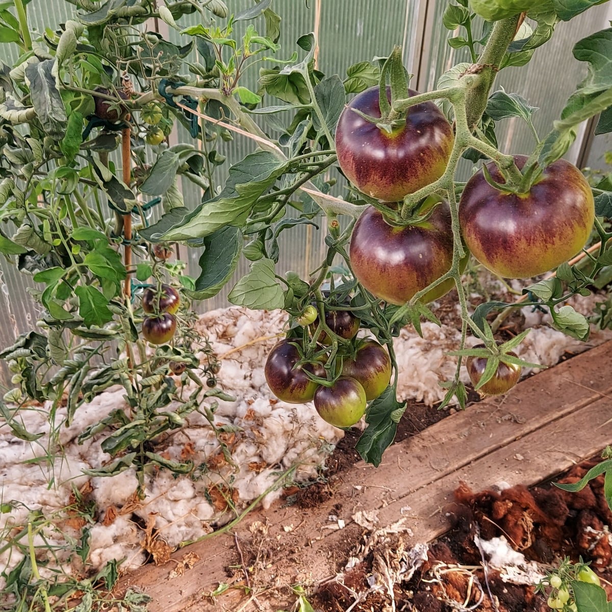 Meine lieben ich brauche eure Hilfe, diese Tomaten stehen alle noch im unbeheizten Gewächshaus, glaubt ihr ich bekomme …