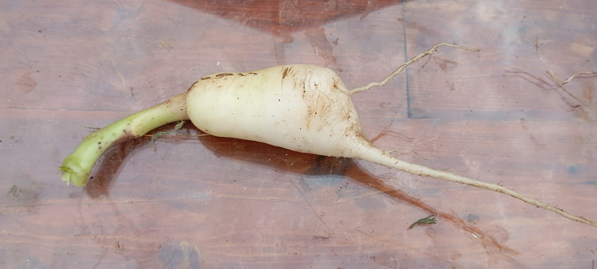 Heute hab ich zufällig hinter einem Holzbrett eine Zwergfledermaus entdeckt, das Brett hab ich sofort wieder davor gest…