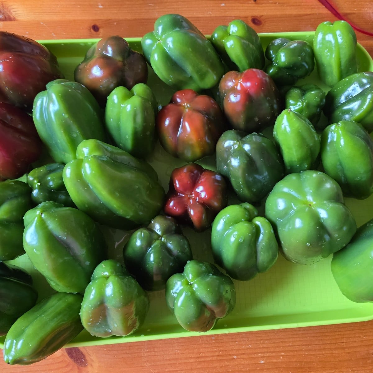 Paprikas geerntet, gewaschen und gewürfelt. Jetzt liegt alles in meinem Gefrierschrank. 