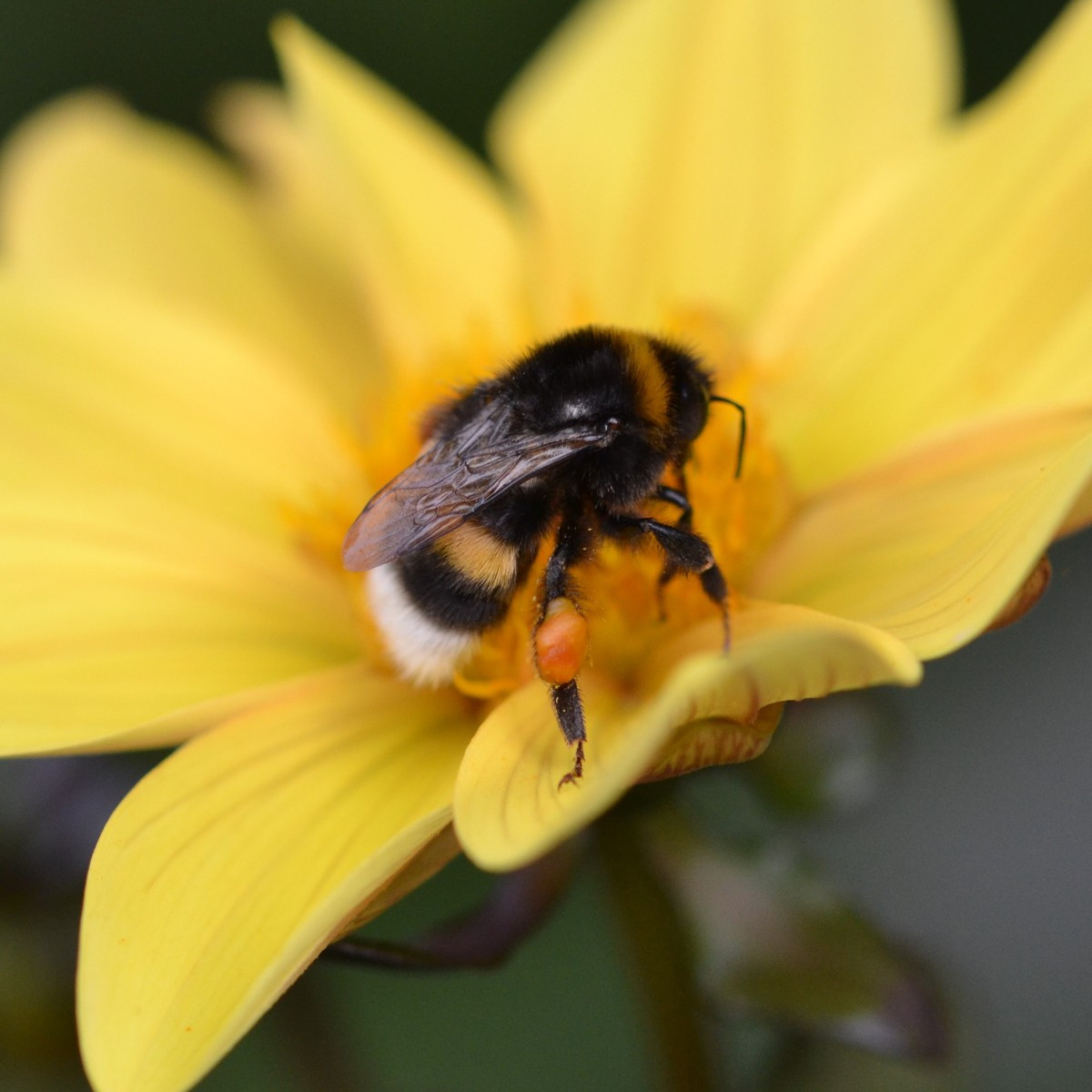 Ein paar Fotos aus den letzten Tagen: 1: die Ackerhummel, 2: eine Erdhummel, 3: der Purpurzünsler, 4: die Gemeine Weide…