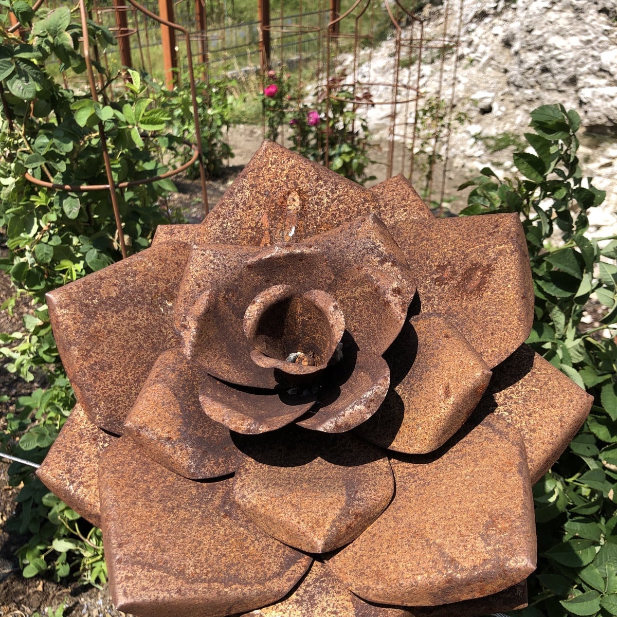 Ein etwas andere Rosengarten 🙃