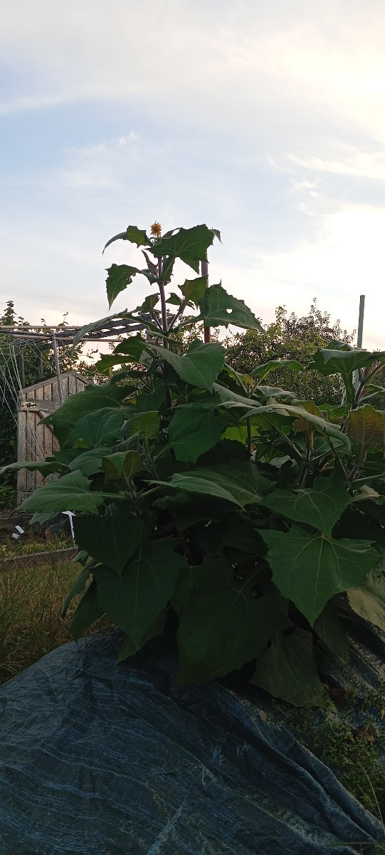 Heute aus dem Garten: Reisetomate, Litschitomaten, Maismäuse 🤣🤣🤣🐁 Tatonka, Chili Rawiit, Tafeltraube Phönix, Cranbe…