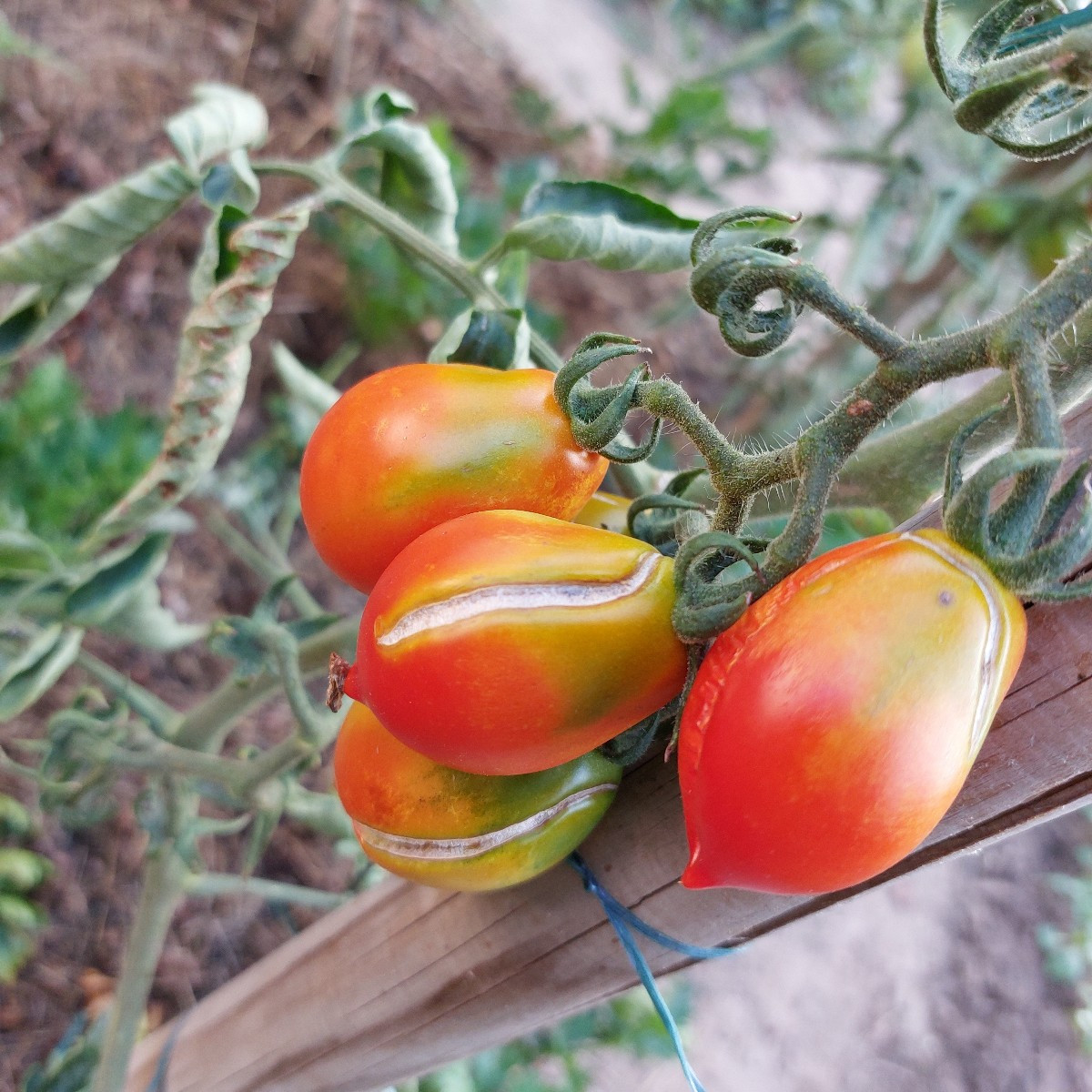Vielleicht kann mir euer Schwarmwissen bei meinem Problem wieder helfen. 
Alle meine Tomaten kommen scheinbar mir der H…