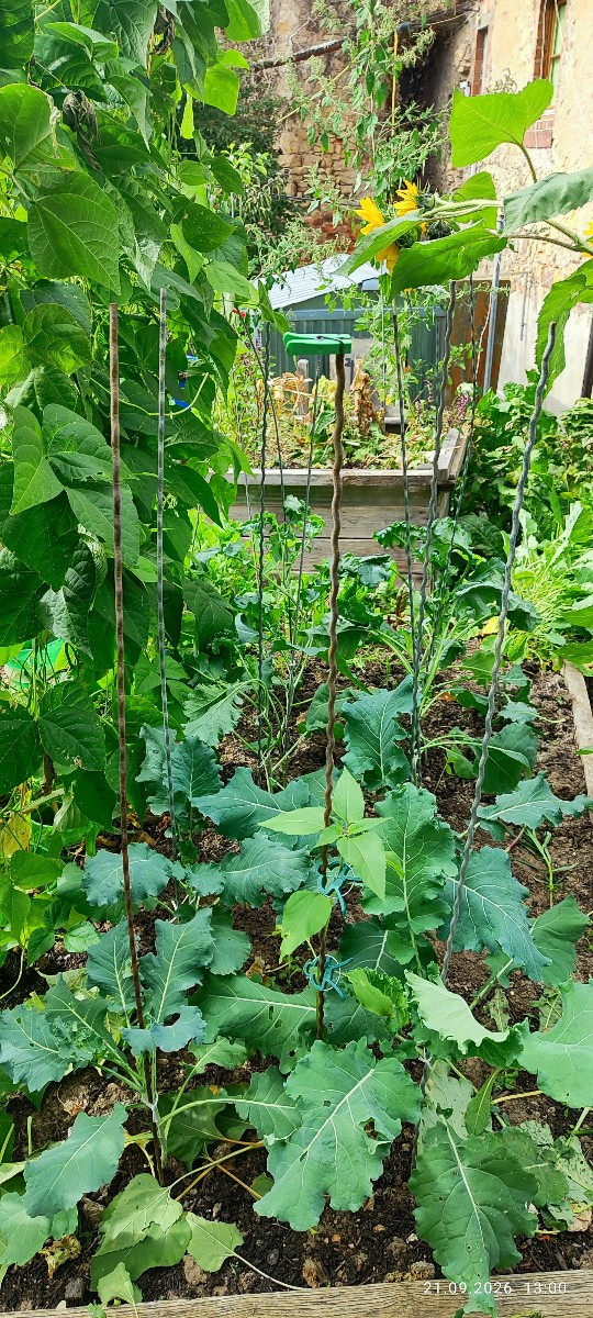 ▪︎... endlich aus dem Gefängnis befreit! ...
@winterbrokkolisprouting-26538 und @cavoloneroditoscana habe ich heute "en…