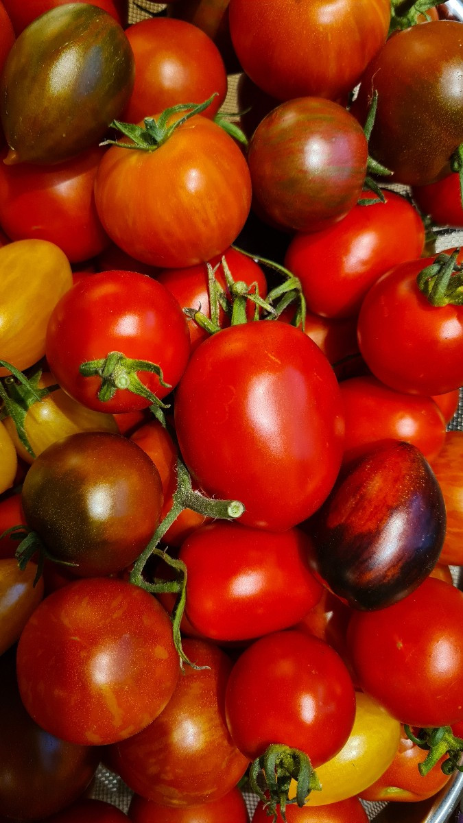Dörren oder einfrieren bei Apfel und Tomate.  Aus dem Rest wirst du wohl was zaubern müssen.....