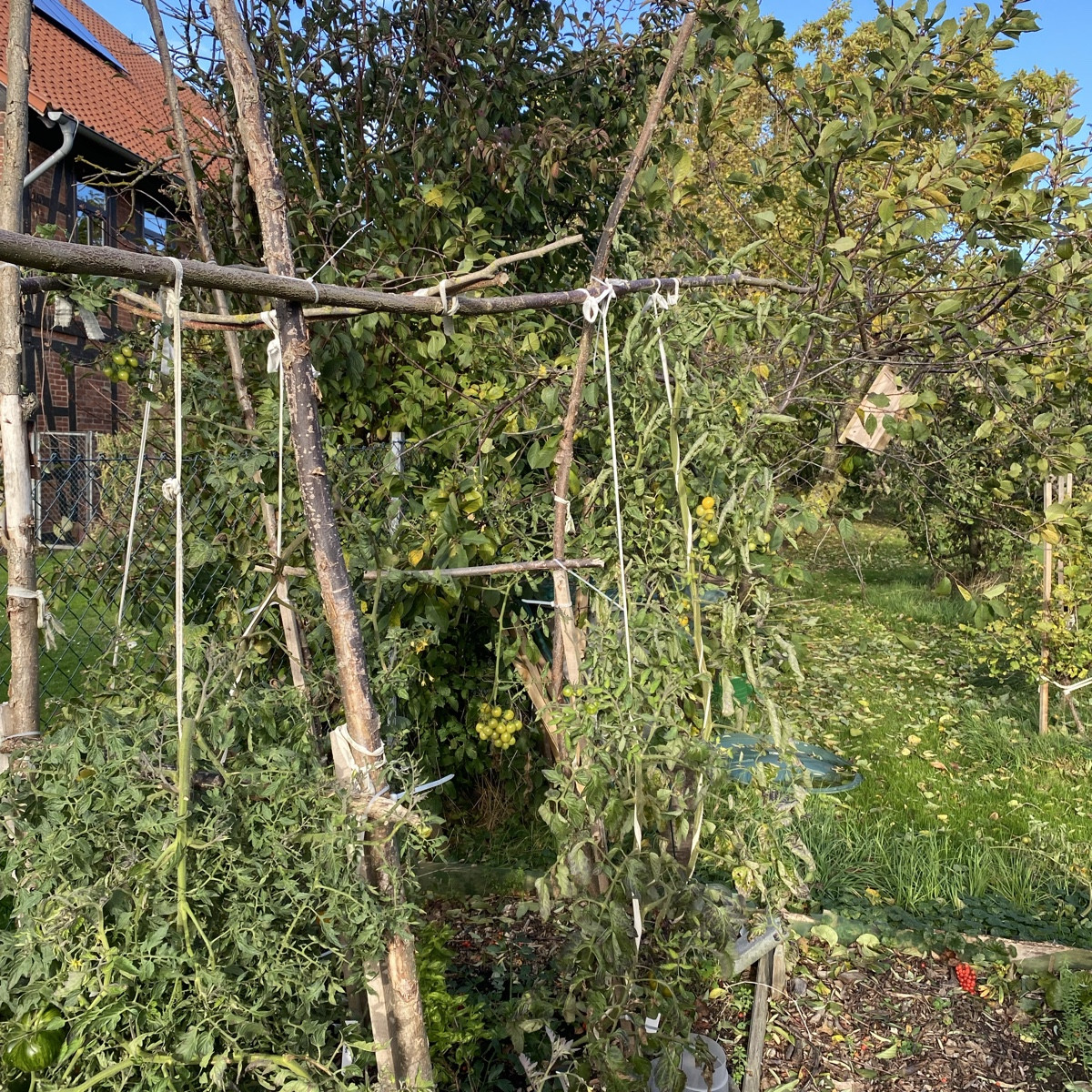 Heute endgültig das Tomatenbeet abgeräumt und nochmals einen Korb zum Nachreifen geerntet. 
Wenn ich alles sauber habe,…