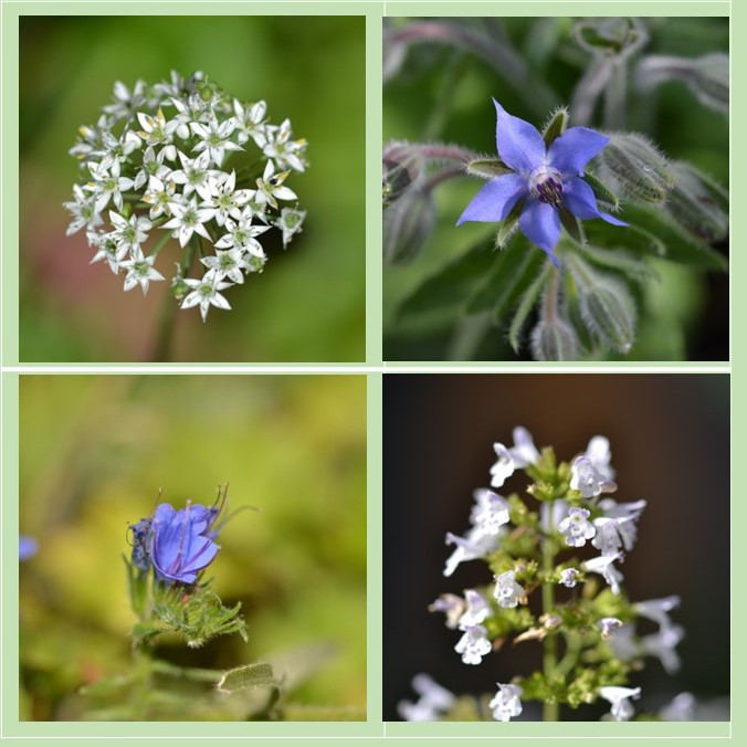 Septemberblüten...