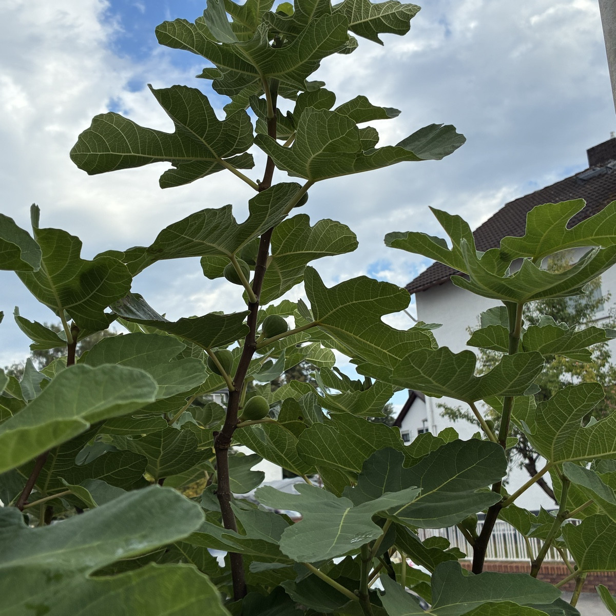 Kleiner Rundgang zu dem was hier gedeiht.
Bild 1+2 ein einzige Tomatenpflanze, die fast das Beet in Beschlag nimmt.
Bil…