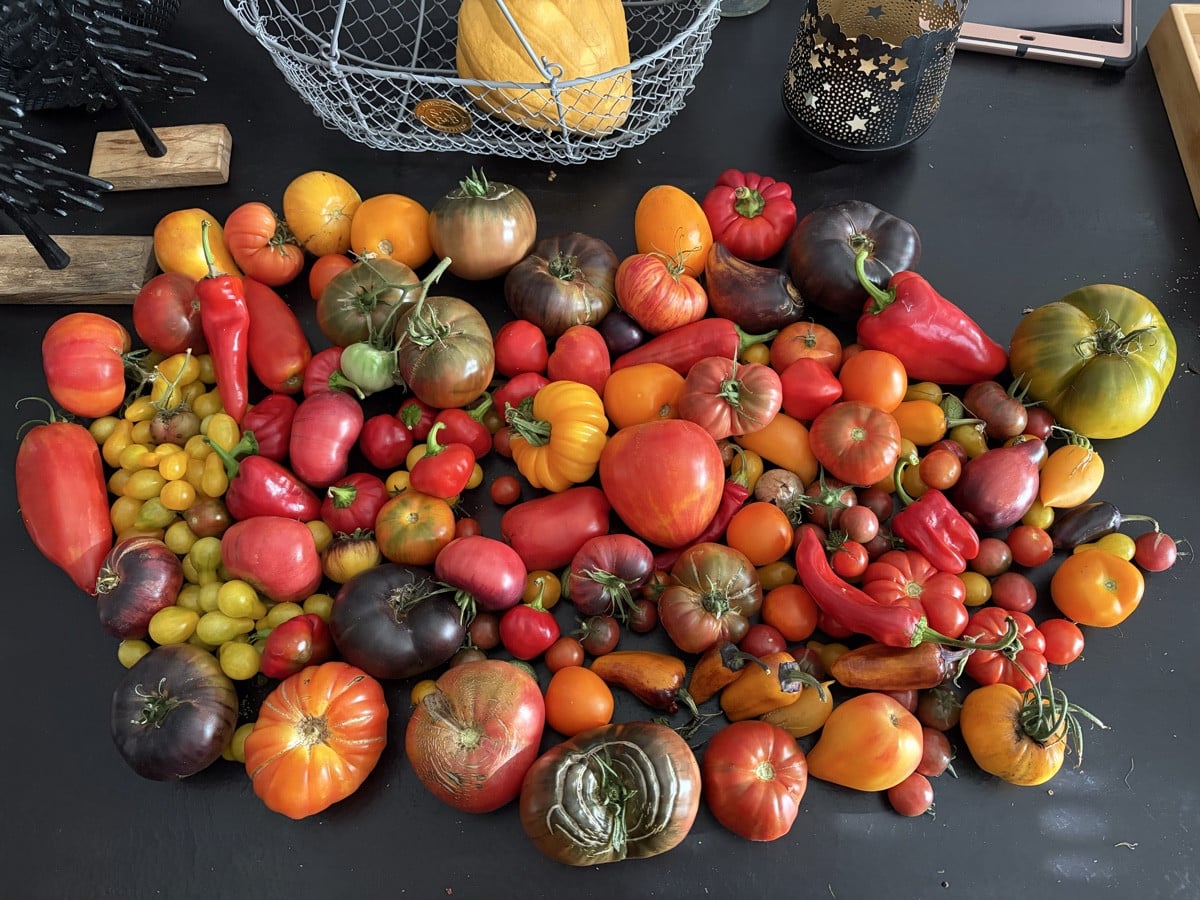 Falls ihr euch fragt, was ich jetzt mache … ich gehe meine Tomatenprobleme in Soße ertränken. 🍅😂