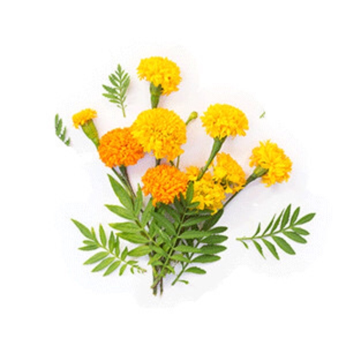 Tagetes