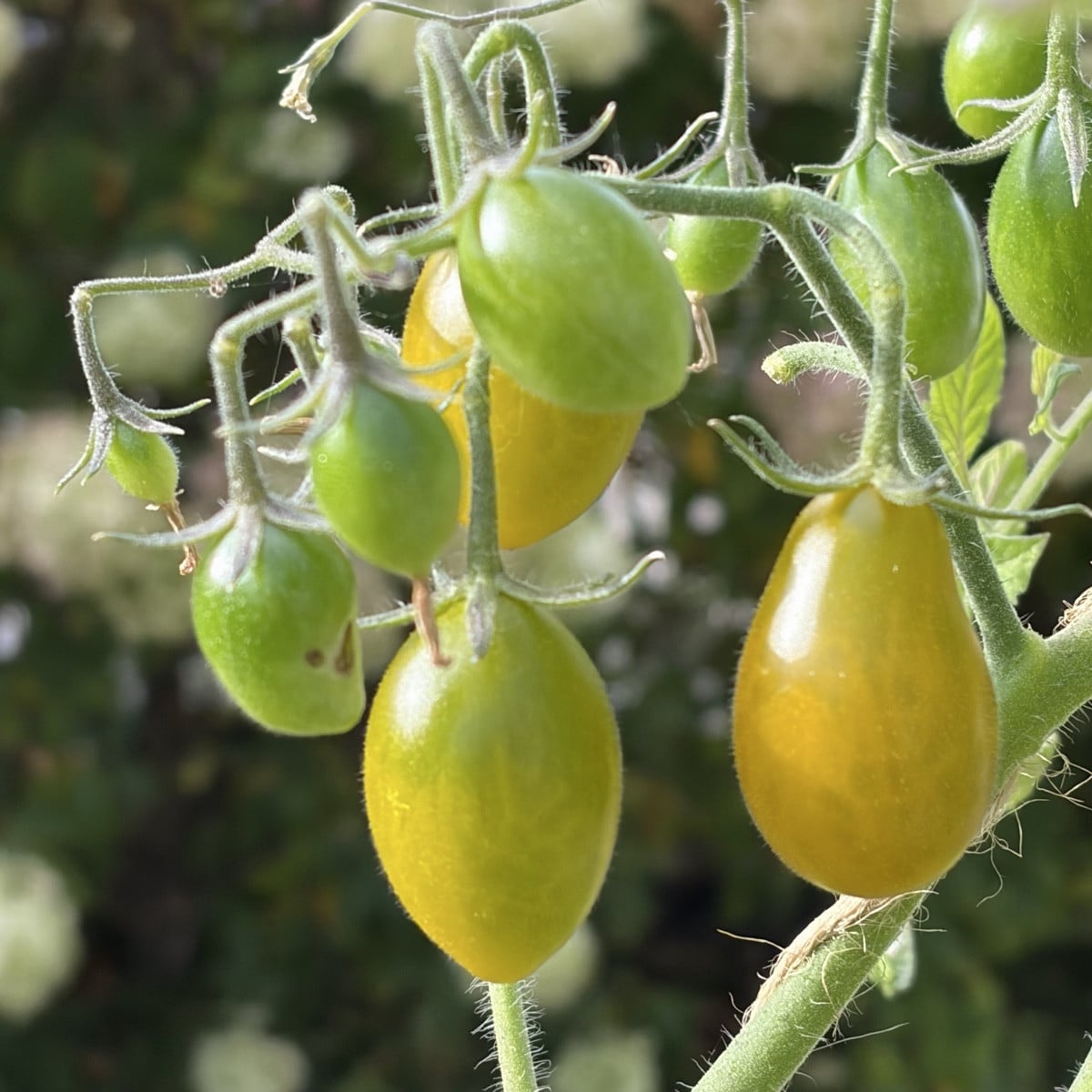 Mal ein kleines Lebenszeichen von mir und das direkt mal mit Fotos von einer meiner Tomatensorten. ☺️ 
Die Fotos sind i…