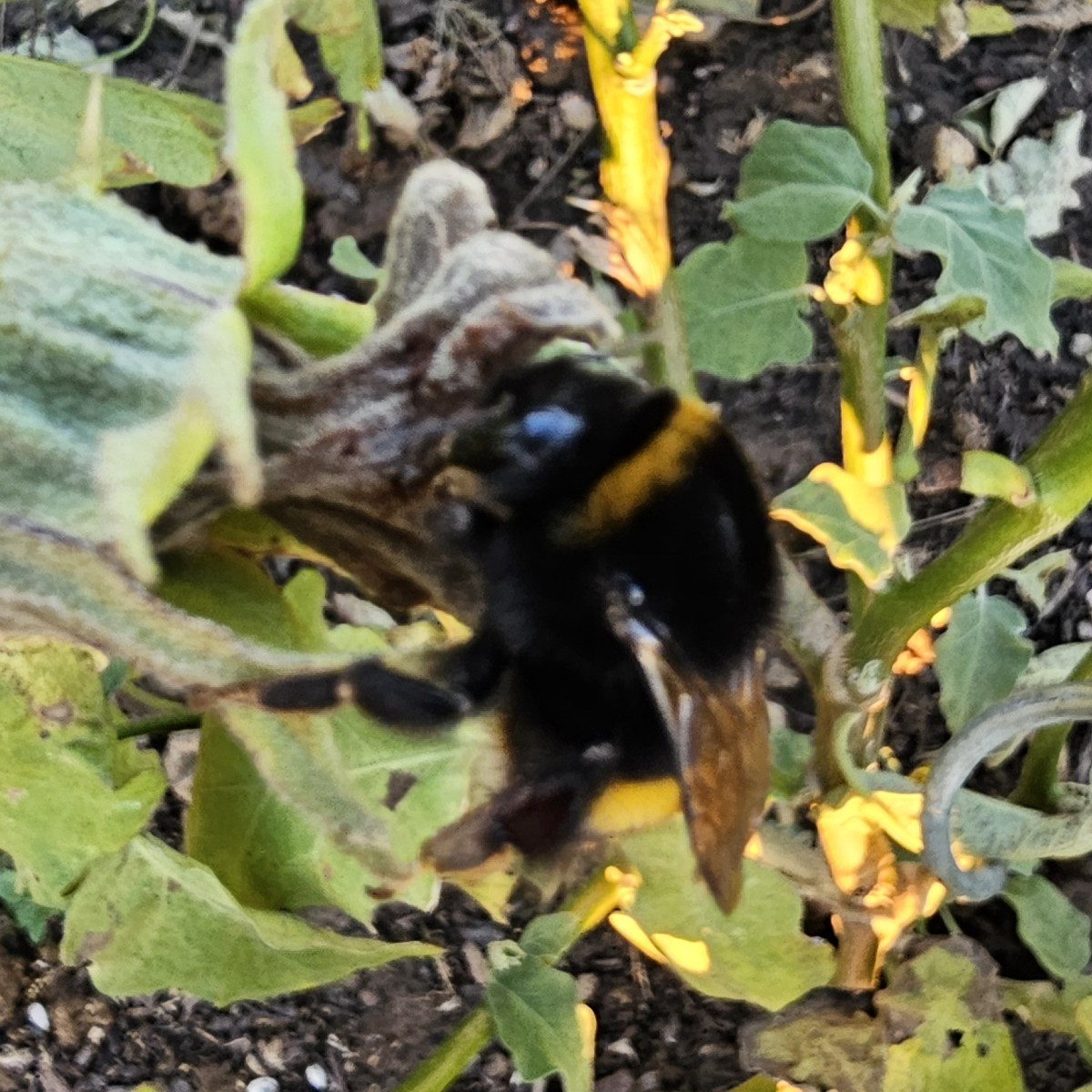 Gestern habe ich diese Berta gefunden. Bisher der größte der Hummel-Familie. Die steckte fest in der vertrockneten Aube…
