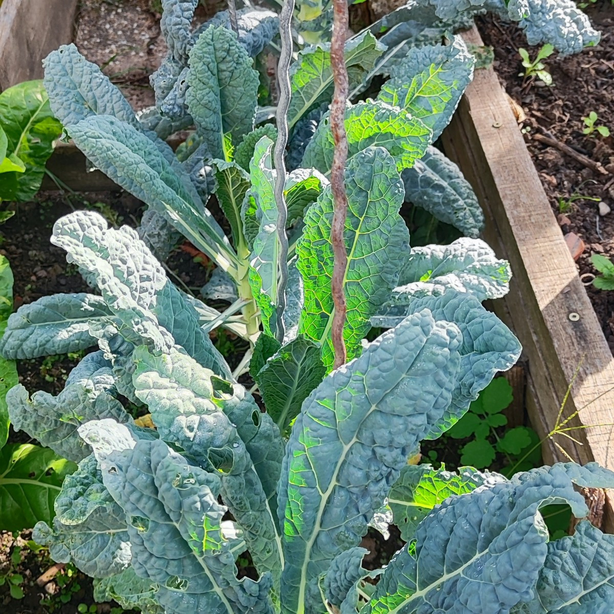 ...Ein paar frühherbstliche Impressionen aus'm Garten...
Die #kletterzucchini trotzt immer noch tapfer dem echten Mehlt…