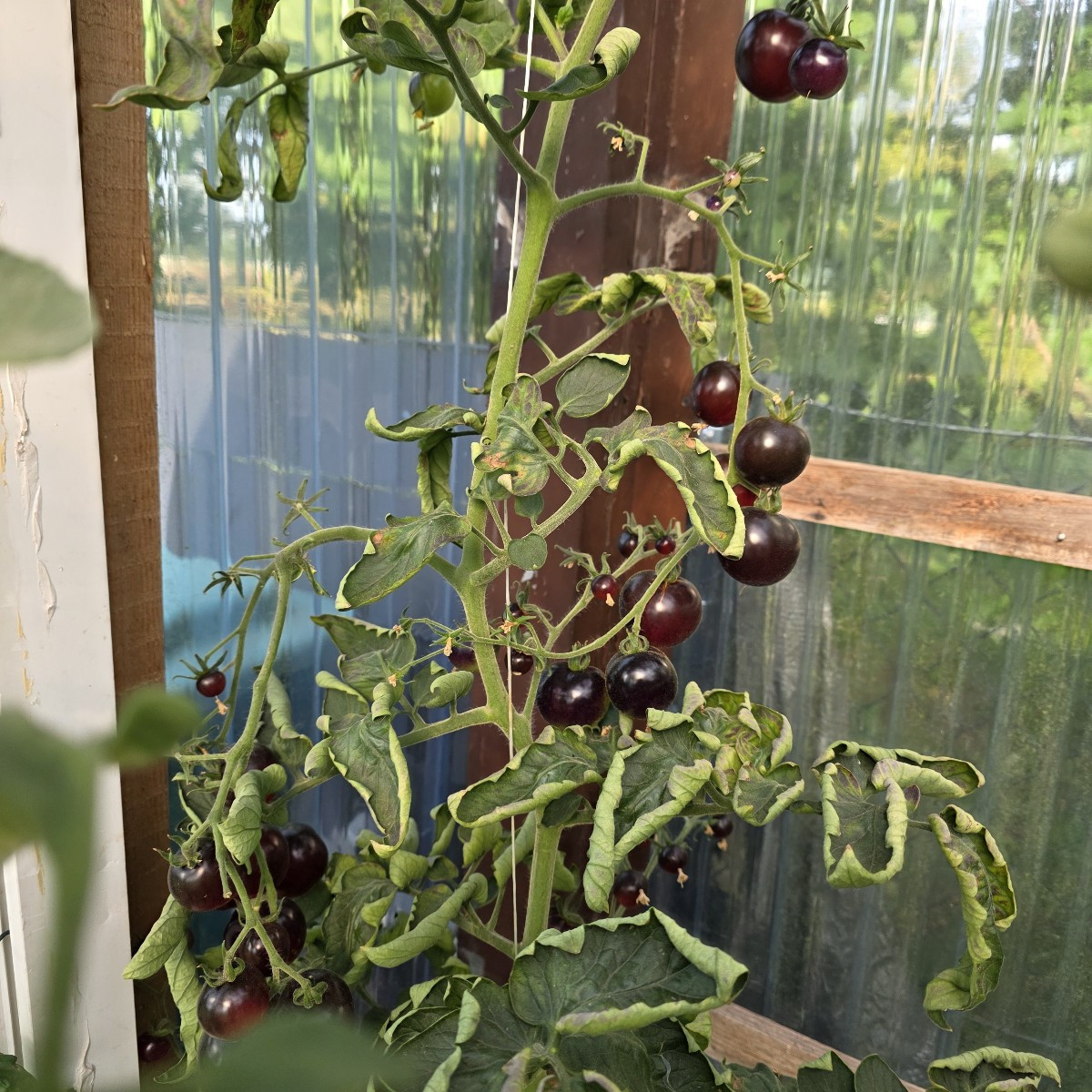 Hilfe!!!! Meine Tomaten explodieren!!!! Die wachsen jetzt wie wahnsinnig. 😵‍💫😁
Die schwarze Sorte hat uns voll überr…