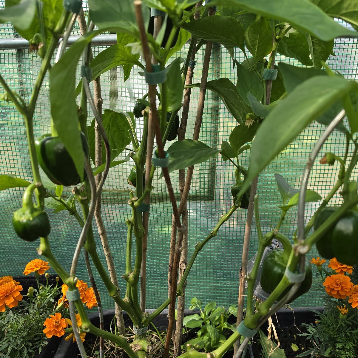 Auberginenpflanzen und Paprikapflanzen an Äste Stütze befestigt. 10 Planzen gekauft für einen Hecke für Vögel und Insek…