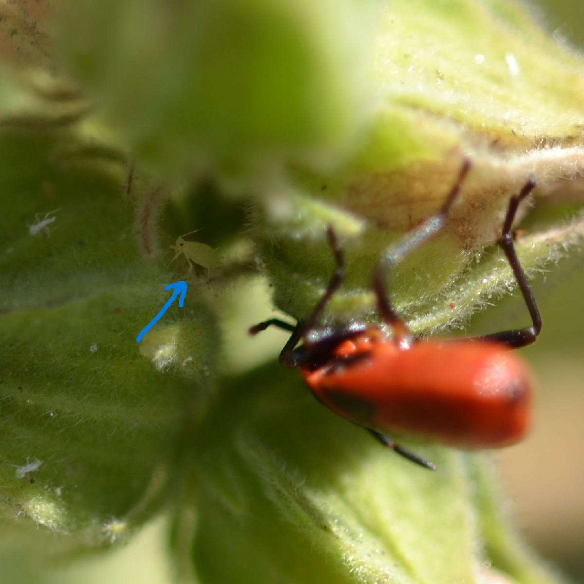 Auf sie hab ich schon gewartet: Die Große Heidelibelle (Foto 1 bis 3) ist immer im August am Gartenteich zu beobachten.…