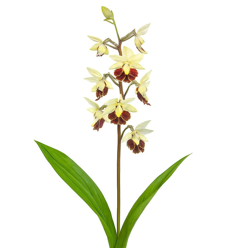 Orchideen - Schönorchen (Calanthe)