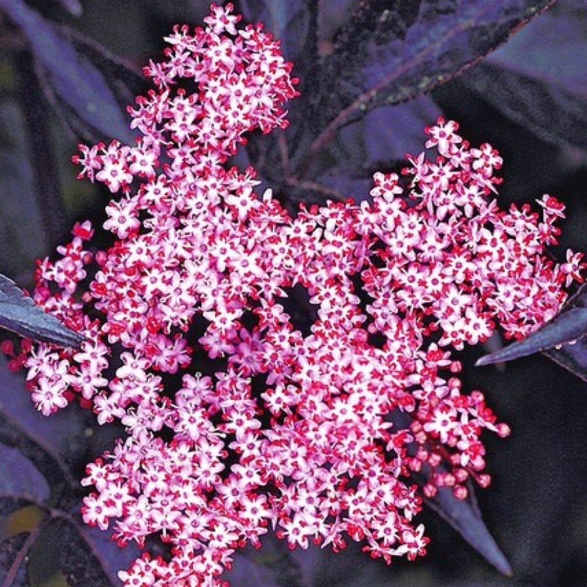 der beste dünger für rosen Azet RosenDünger Flüssig 1 l