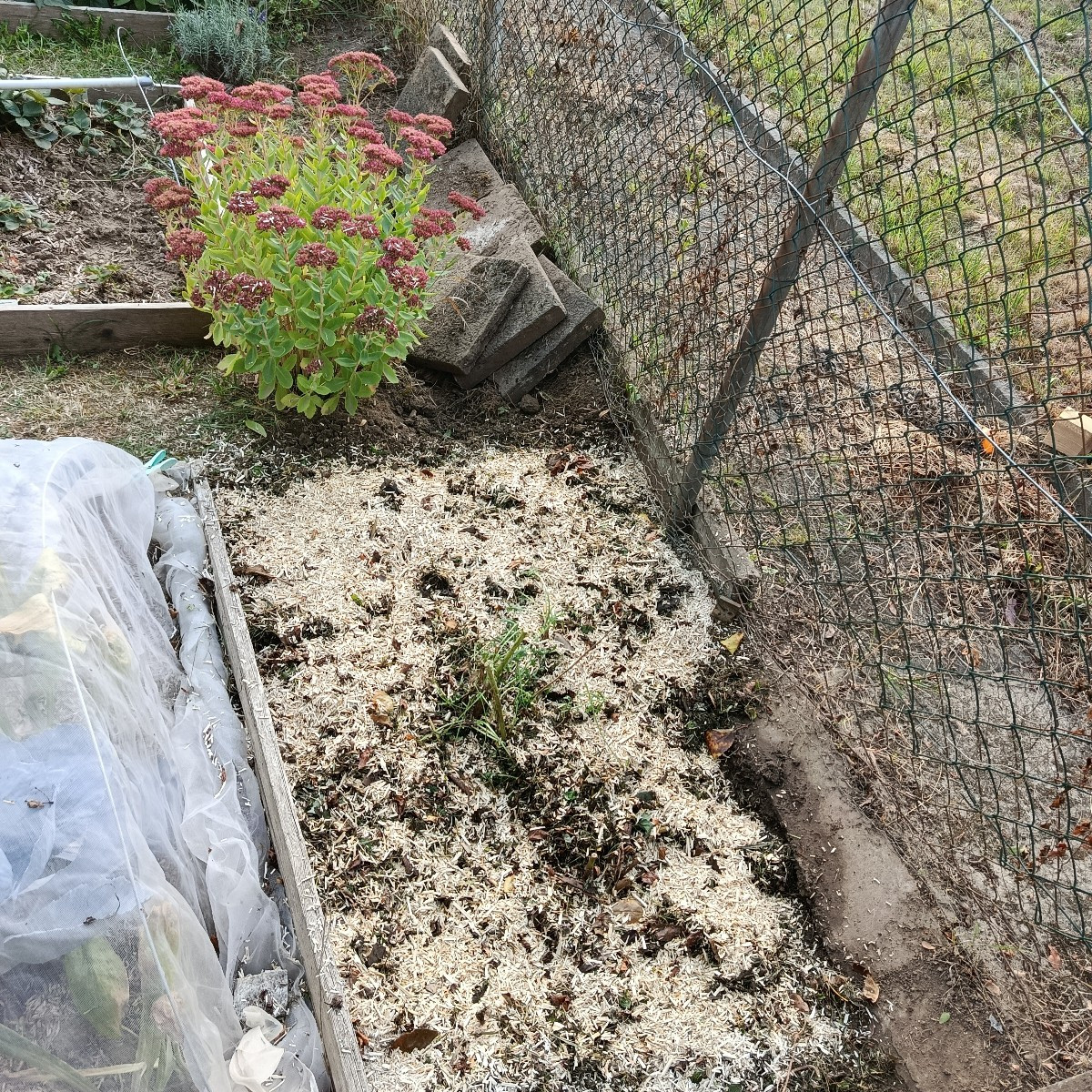 Morgens vergesse ich oft im Garten, dass ich keine zwanzig mehr bin, abends bekomme ich dann die Quittung. Wer kennt es…