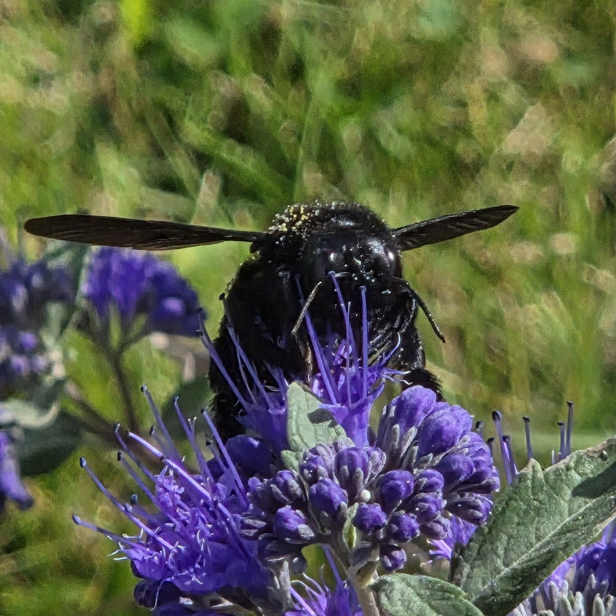 Dieses Jahr sind extrem viele Holzbienen bei mir unterwegs 🥰

Ansonsten hab ich noch einen Bovist geerntet und die Zit…