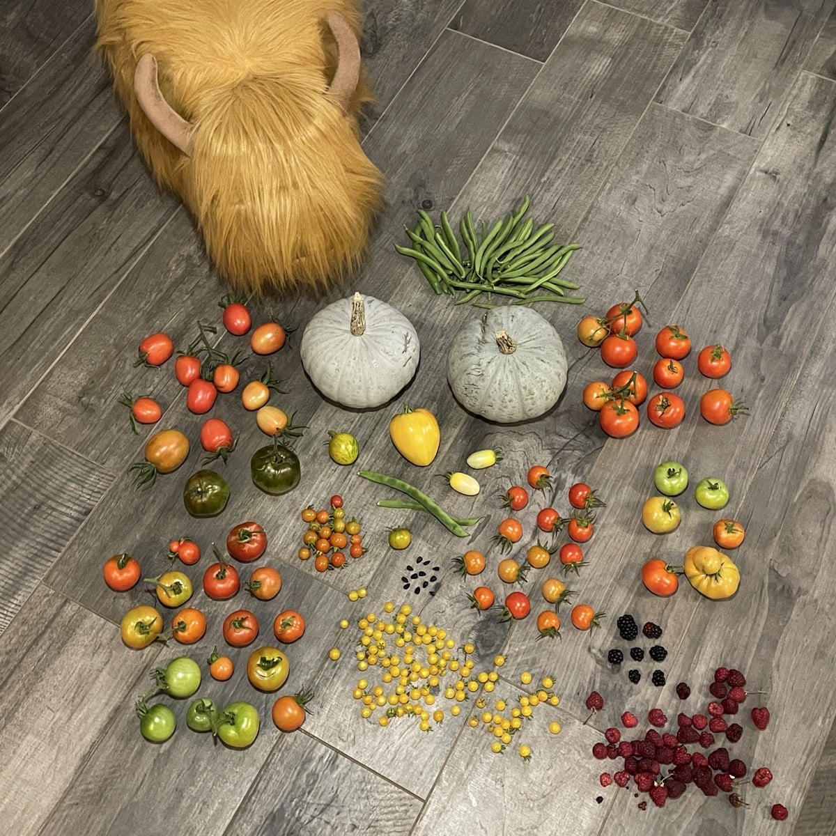 noch kurz vor‘m wohlverdienten Wochenende #einkaufenimgarten gewesen 

dabei ein Tomaten-Entchen (Harzfeuer) entdeckt u…