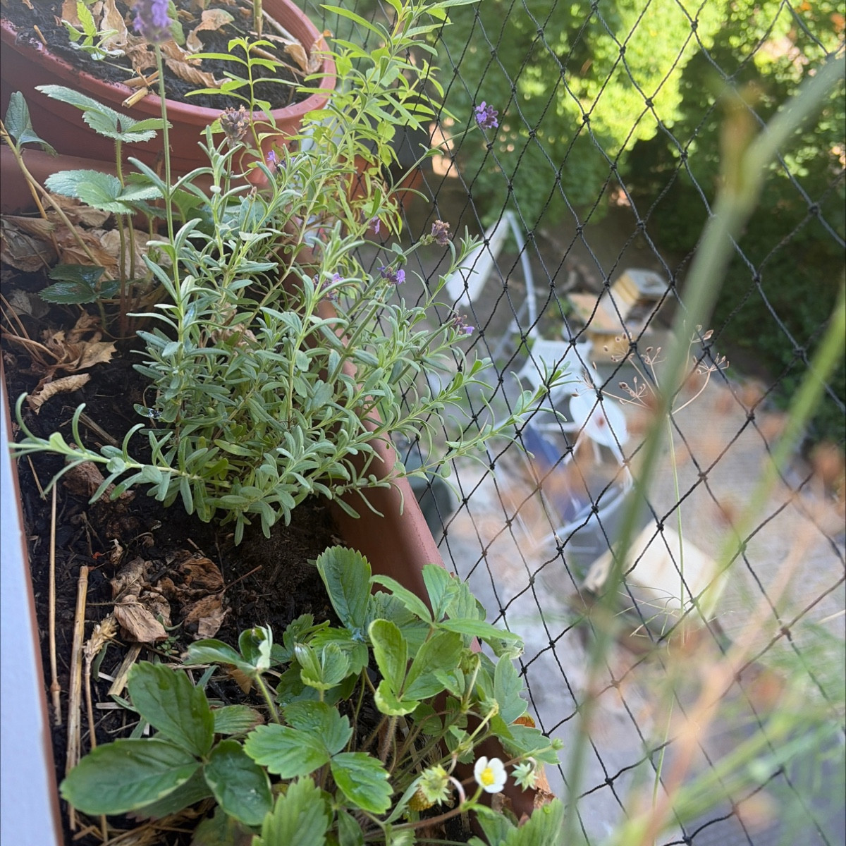 Perspektiven meiner Westbalkon pflanzen. Mein 3 Jahre alter Lavendel wird gelb 🥹 mein neuer wird buschig und blüht 
Me…