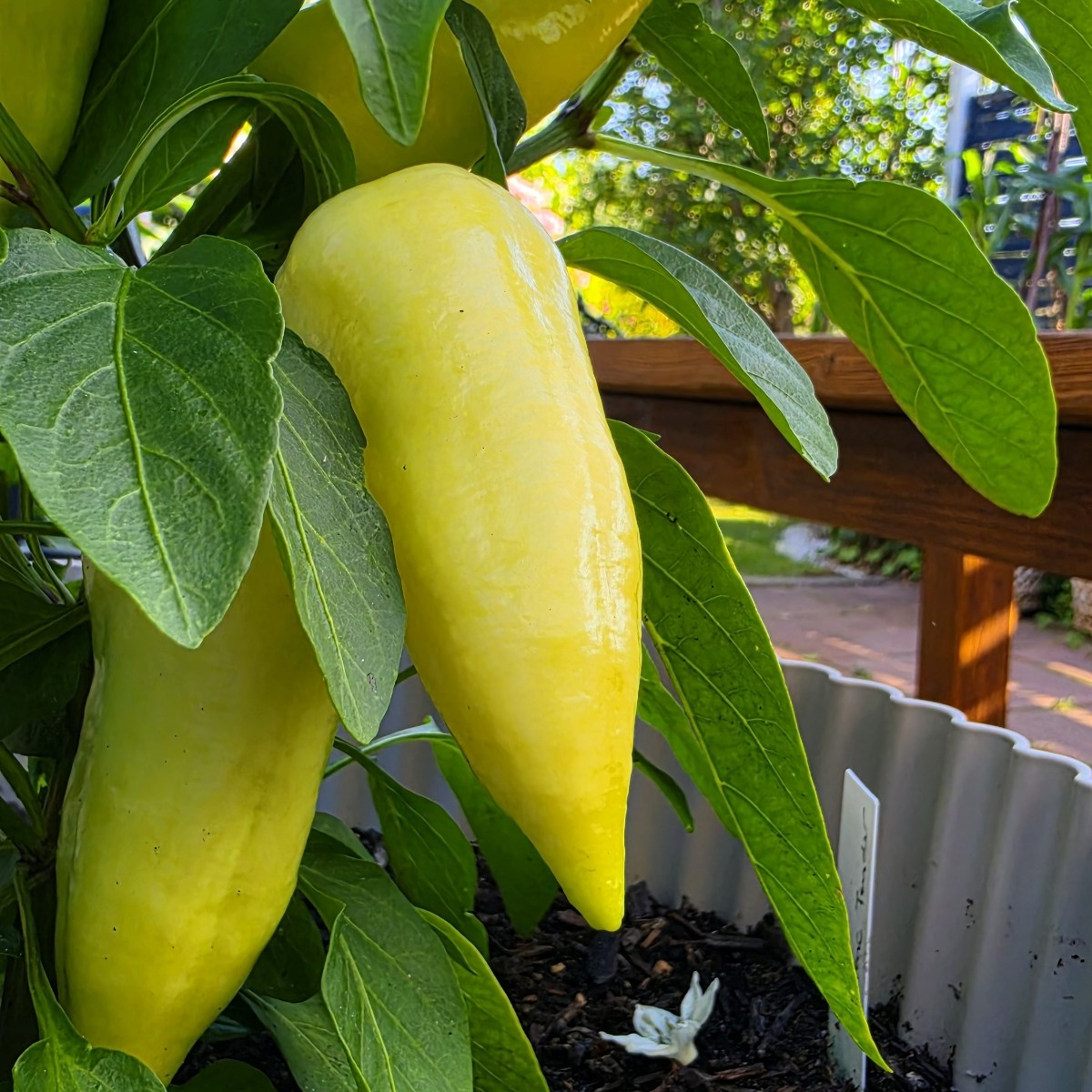 Hallo ihr Lieben, hier ist ein kleiner Gruß aus dem Schrebergarten. #schrebergarten #selbstversorger #gemüseanbau #somm…