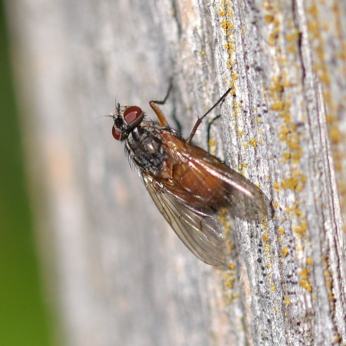 Woran kann man bei Schwebfliegen erkennen, ob es sich um ein Weibchen oder ein Männchen handelt? Ich hab bei der Mistbi…