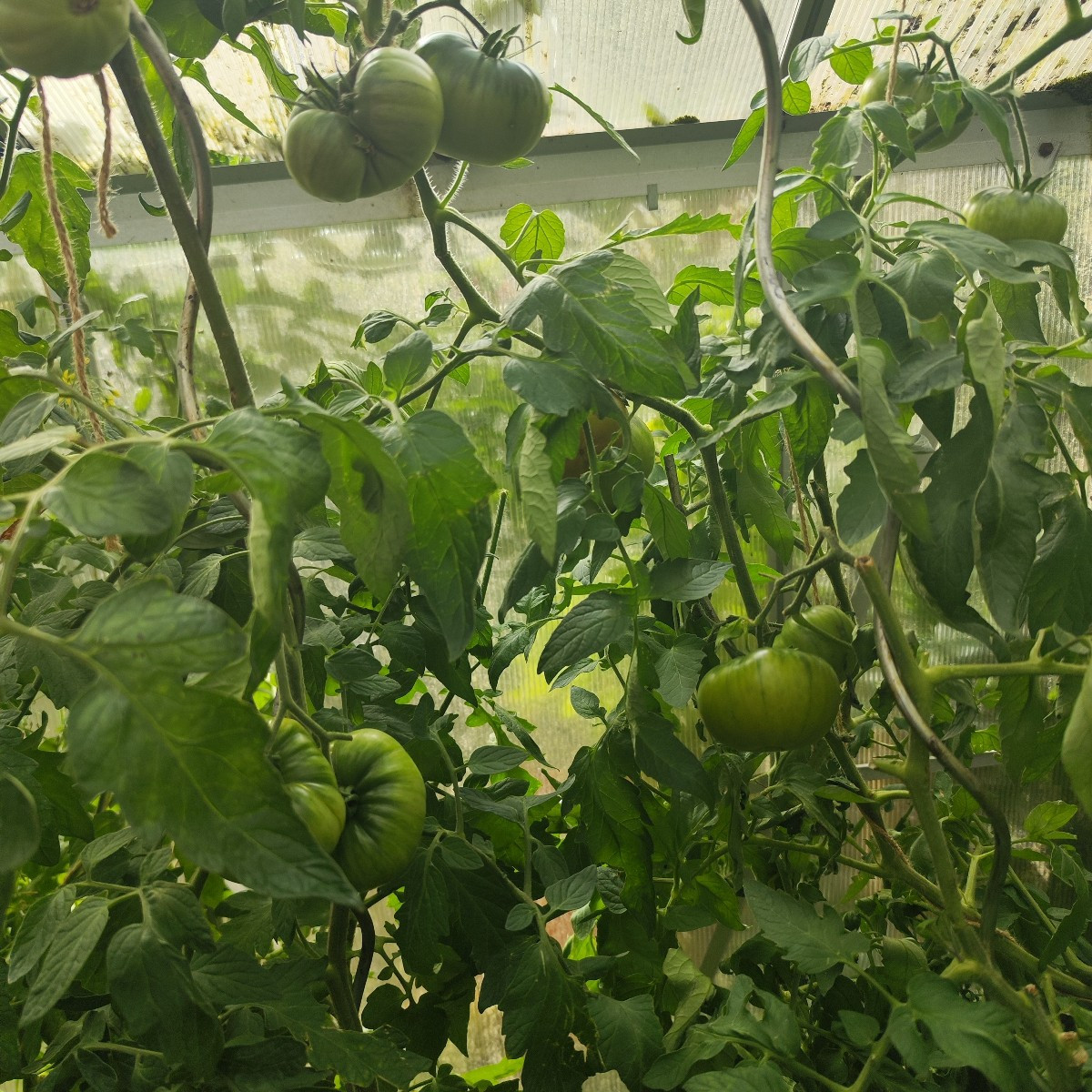 This year, my garden has EVERYTHING. From a total failure with the cucumbers to bolted lettuce and failed cauliflower, …