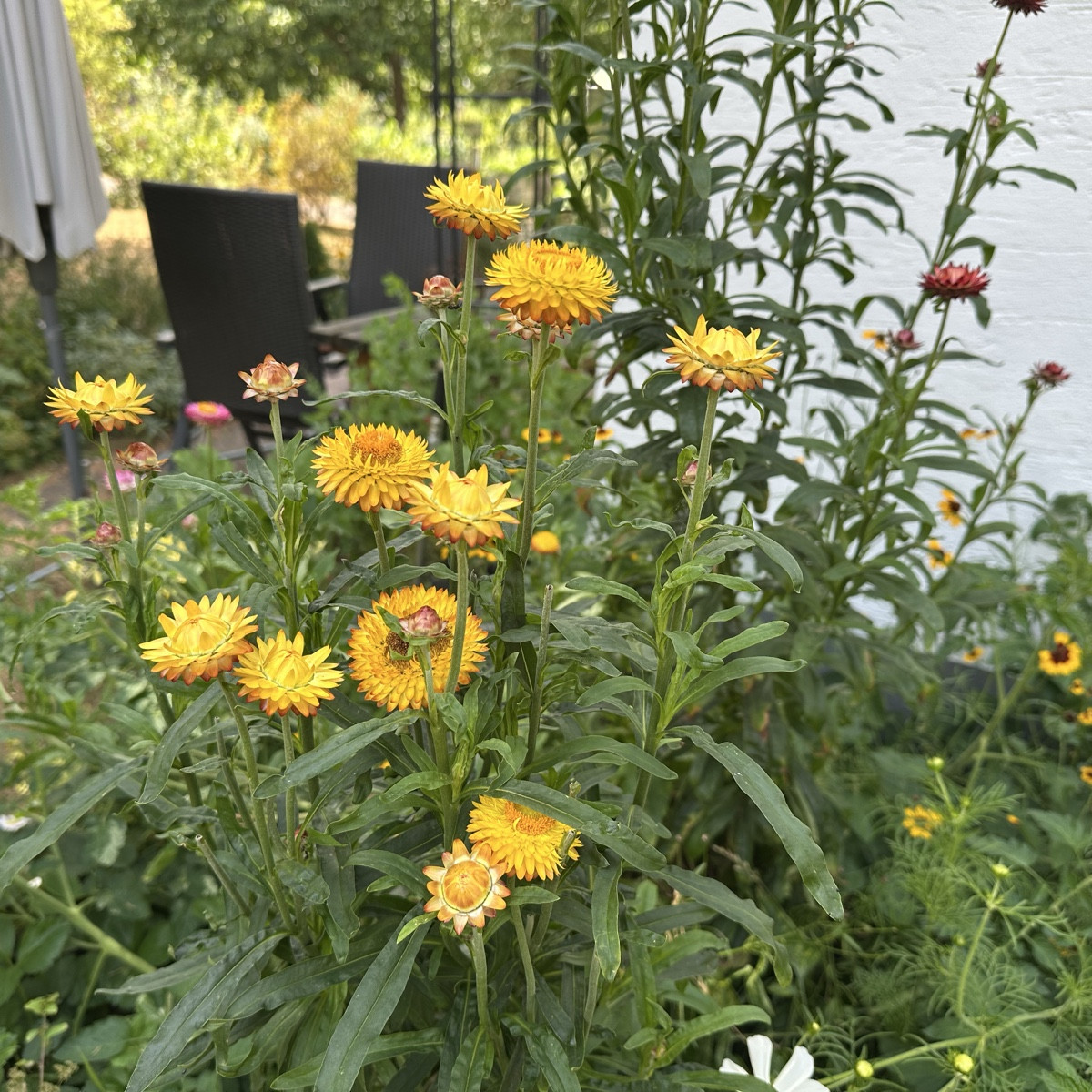 Habt ihr von Strohblumen schonmal den Samen genommen und im nächsten Jahr wieder ausgesät? Ich würde das mal probieren…